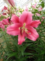 [4162 Resolute Mak No102.JPG]